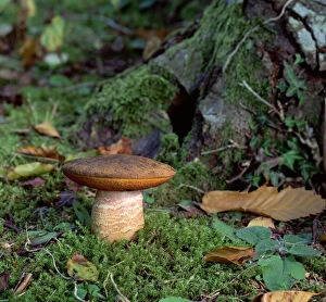 Images Dated 14th June 2010: Yellow-crackling bolete fungus (Leccinum crocipodium) Tollymore Forest, County Down