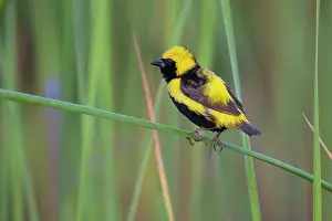 West Africa Prints: Yellow-crowned bishop (Euplectes afer) male