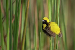 West Africa Prints: Yellow-crowned bishop (Euplectes afer) male