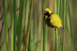 West Africa Prints: Yellow-crowned bishop (Euplectes afer) male