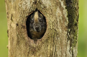 Yellow-crowned brush-tailed rat / Cono-cono {Isothrix bistriata} in tree hollow, Yavari River