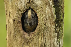 Mark Bowler Prints: Yellow-crowned brush-tailed rat / Cono-cono {Isothrix bistriata} in tree hollow