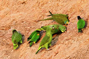 Peru Prints: Yellow crowned parrot (Amazona ochrocephala) at clay lick, Tambopata Research Centre, Peru