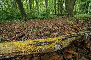 Leotiomycetes Prints: Yellow disco fungus (Bisporella citrina) growing on fallen log in woodland