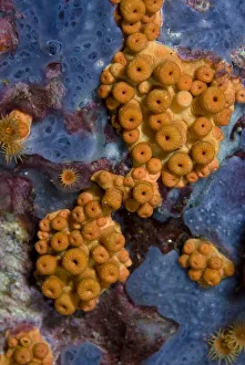 Yellow encrusting anemone (Parazoanthus axinellae) with most polyps closed, Turtle Rock