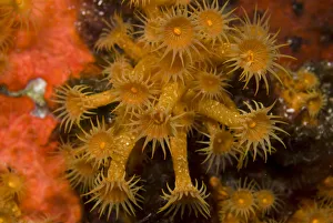 Cnidarians Prints: Yellow encrusting anemone (Parazoanthus axinellae) Turtle Rock, Passage du Cavallo