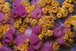 Images Dated 19th September 2008: Yellow encrusting anemones (Parazoanthus axinellae) and sponge (Haliclona mediterranea)