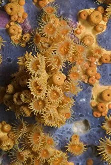 Yellow encrusting anemones (Parazoanthus axinellae) and sponge, Turtle Rock'