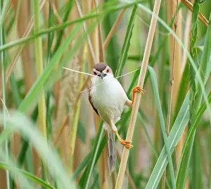Sylviidae Prints: Yellow eyed babbler (Chrysomma sinense) perched on plant stem, Rajasthan, India
