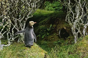 Yellow-eyed penguin in forest {Megadyptes antipodes} Enderby Island, Auckland Is
