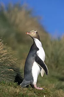 Yellow-eyed Penguin (Megadyptes antipodes) walking to nest hidden inland in dense vegetation
