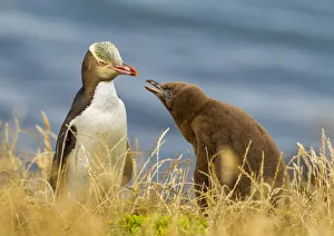 Yellow-eyed Penguin (Megadyptes antipodes) or Hoiho with chick. Katiki Point, Moeraki
