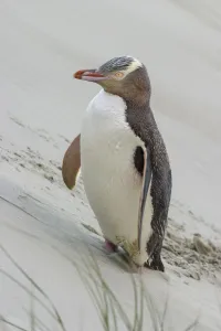 Penguin Prints: Yellow-eyed penguin (Megadyptes antipodes) pausing on the way to nest over sand dune