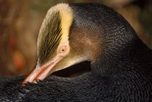 Images Dated 11th April 2003: Yellow-eyed penguin preening feathers, Aukland Island, New Zealand