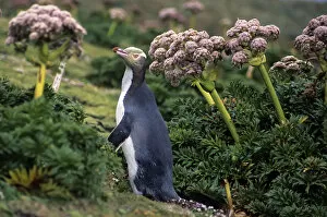 Images Dated 18th February 2014: Yellow-eyed Penguins (Megadyptes antipodes) walking amongst Anisotome megaherbs. Enderby Island