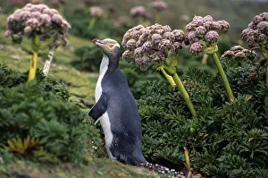 Images Dated 18th February 2014: Yellow-eyed Penguins (Megadyptes antipodes) walking amongst Anisotome megaherbs. Enderby Island