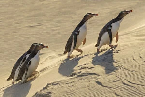 Penguins Gallery: Four Yellow-eyed penguins (Megadyptes antipodes) walking up a sand dune towards their nests