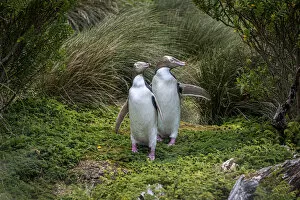 Two Yellow-eyed penguins (Megadyptes antipodes) emerging from the grasses, Enderby Island