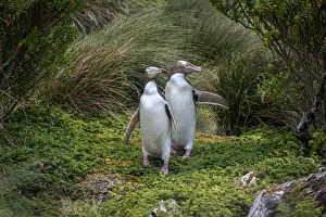 Two Yellow-eyed penguins (Megadyptes antipodes) emerging from the grasses, Enderby Island Two Yellow-eyed penguins (Megadyptes antipodes) emerging from the grasses, Enderby Island