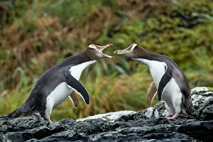 Sphenisciformes Prints: Two Yellow-eyed penguins (Megadyptes antipodes) squabbling