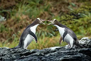 Sphenisciformes Prints: Two Yellow-eyed penguins (Megadyptes antipodes) squabbling