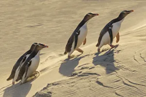 Four Yellow-eyed penguins (Megadyptes antipodes) walking up a sand dune towards their nests