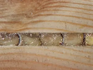 Colletidae Prints: Yellow-faced bee (Hylaeus sp.) larvae in nest cells within an insect hotel
