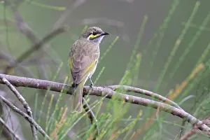 Meliphagidae Prints: Yellow-faced honeyeater (Lichenostomus chrysops) perched on branch