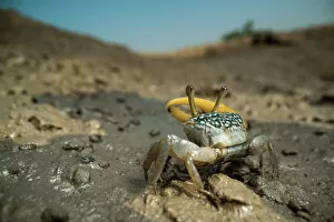 Yellow Collection: Yellow fiddler crab (Uca sp.) portrait, Sunderban tiger reserve, West Bengal, India