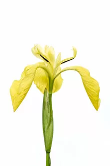 Yellow flag iris (Iris pseudacorus), Bchelberg, Pfalz, Germany. May. Meetyourneighbours