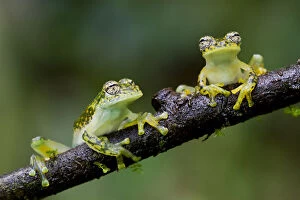 Two Yellow-flecked glass frogs / White-spotted cochran frogs (Sachatamia albomaculata) on branch