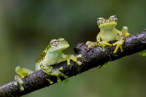 Sachatamia Prints: Two Yellow-flecked glass frogs / White-spotted cochran frogs (Sachatamia albomaculata) on branch