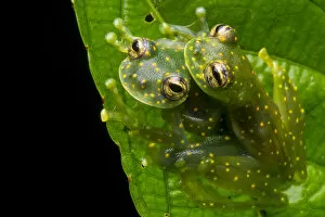 Yellow-flecked glassfrogs (Sachatamia albomaculata) mating pair, Osa Peninsula, Costa
