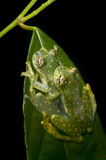 Amplexus Gallery: Yellow-flecked glassfrogs (Sachatamia albomaculata) mating pair, Osa Peninsula, Costa