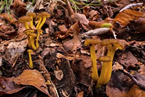 Mushroom Prints: Yellow foot (Craterellus lutescens) mushrooms growing among leaf litter in autumn