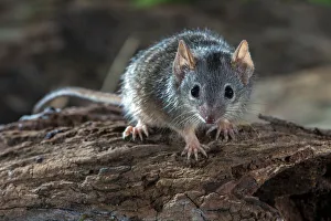 Marsupialia Prints: Yellow footed antechinus (Antechinus flavipes) on deadwood