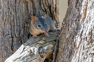 Marsupialia Prints: Yellow-footed antechinus (Antechinus flavipes) foraging on tree bark
