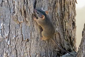 Marsupialia Prints: Yellow-footed antechinus (Antechinus flavipes) foraging on tree bark