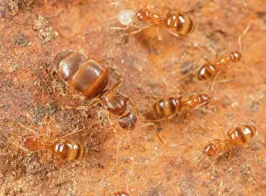 Gyne Prints: Yellow-footed ants (Nylanderia flavipes) colony