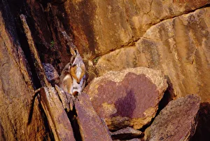 Hidden In Nature Prints: Yellow-footed rock wallaby {Petrogale xanthopus} South Australia