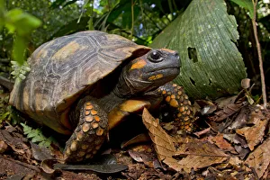 Testudinidae Prints: Yellow footed tortoise (Chelonoidis denticulata) portrait