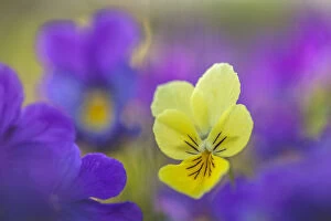 Yellow form of Mountain Pansy (Viola lutea) growing amongst purple form