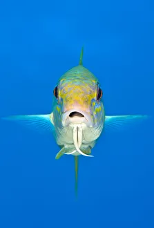 British West Indies Prints: Yellow goatfish (Mulloidichthys martinicus) swimming above the reef