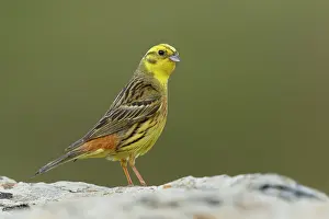 Yellow hammer (Emberiza citrinella) male, portrait, Pyrenees, Spain. July