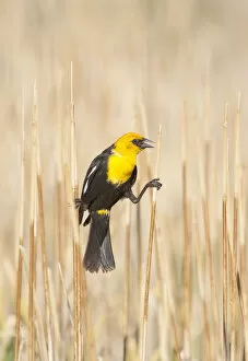 Yellow-headed Blackbird (Xanthocephalus xanthocephalus) male perched by clinging between