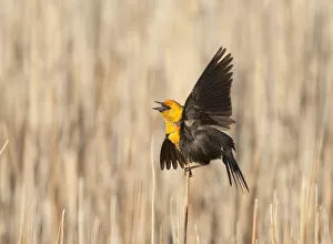 Yellow-headed Blackbird (Xanthocephalus xanthocephalus) male calling and performing
