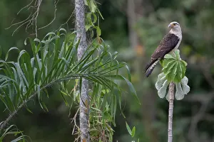Negative Space Prints: Yellow-headed caracara (Milvago chimachima) perched in tree, Aguaisal, El Beni, Bolivia