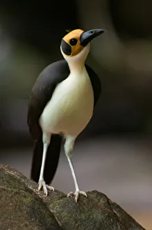 Animal Marking Gallery: Yellow-headed Picathartes / White necked rockfowl (Picathartes gymnocephalus) Kambui Hills