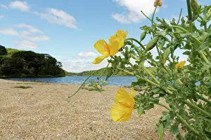 Papaveraceae Prints: Yellow horned poppy (Glaucium flavum) clumps flowering on Loe Bar beach beside Loe Pool