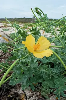 Papaveraceae Prints: Yellow horned-poppy (Glaucium flavum) flower and seed pods on beach